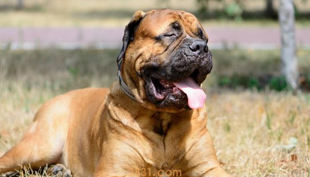 养大型犬必须要创建自身的威信和权威,要不然后果自负(图1)