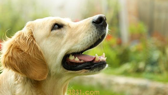 养大型犬必须要创建自身的威信和权威,要不然后果自负(图2)