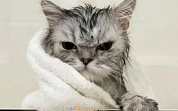 给猫咪洗澡的小技巧!(图1)