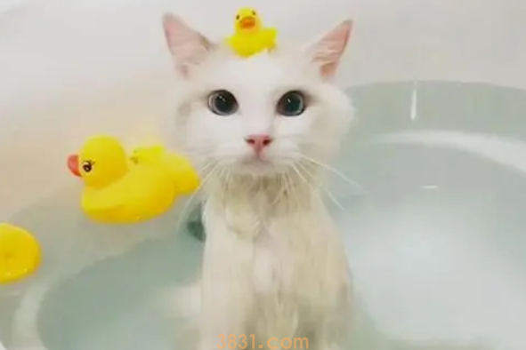 给猫咪洗澡的小技巧!(图2)