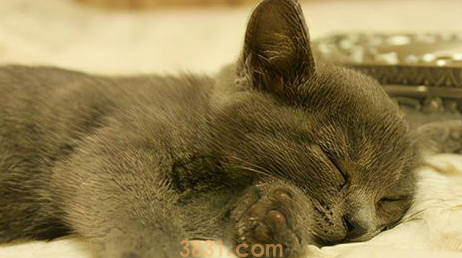 猫咪洗澡总是不安分,让它爱上洗澡原来如此简单!(图1)