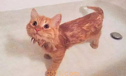 猫咪洗澡总是不安分,让它爱上洗澡原来如此简单!(图2)