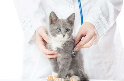 猫咪家庭护理百科!(图1)