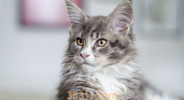 猫咪家庭护理百科!(图2)