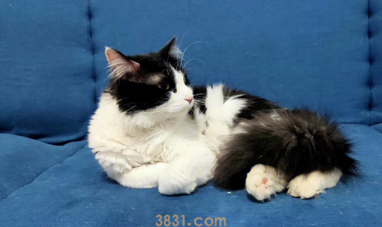 汪/喵星人会对我们过敏吗?对猫过敏的人还会对什么过敏?(图1)