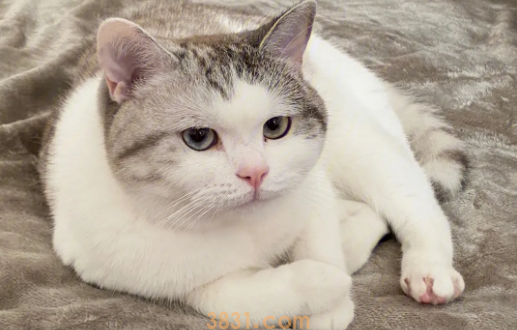 汪/喵星人会对我们过敏吗?对猫过敏的人还会对什么过敏?(图2)