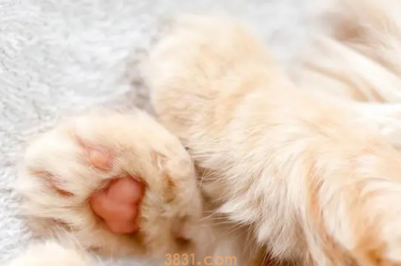 帮猫咪清洁脚,足部护理不可少!(图1)