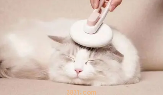 挑选猫狗梳子种类及护理重点?(图1)