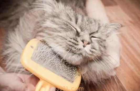 挑选猫狗梳子种类及护理重点?(图2)
