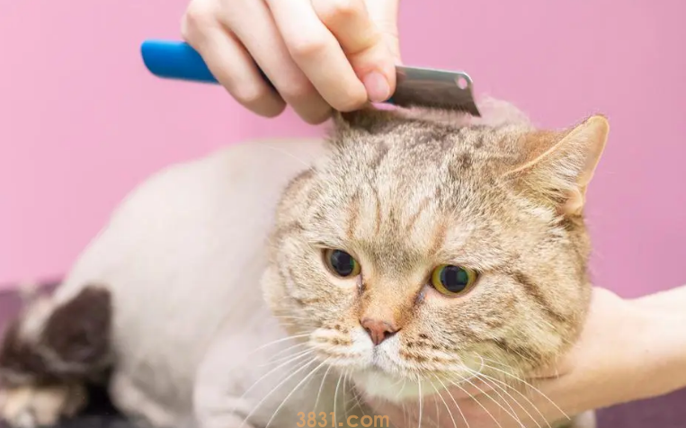 猫咪美容美甲前应该准备什么?怎么给猫咪做护理保健?(图1)