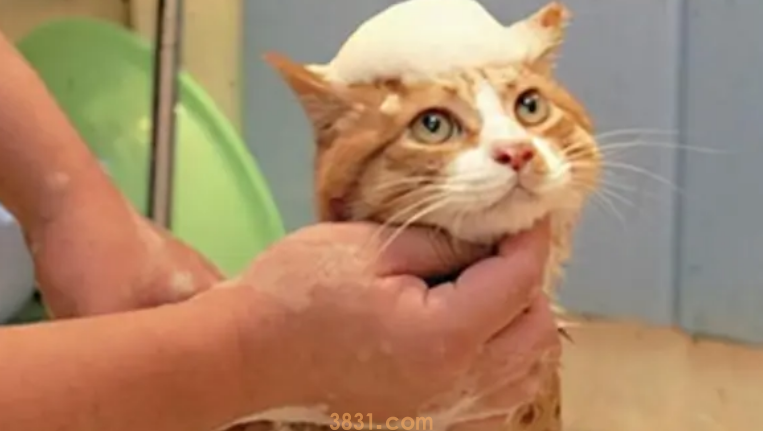 利用白醋,洗出猫咪的闪亮毛发!(图1)