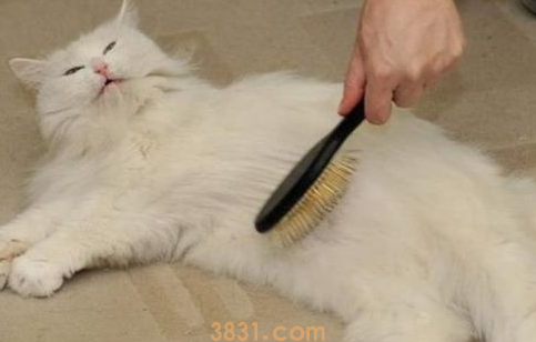 利用白醋,洗出猫咪的闪亮毛发!(图2)