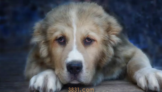 为什么不要把桌子上的食物碎片让狗吃,有哪些原因?(图1)