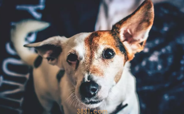 为什么不要把桌子上的食物碎片让狗吃,有哪些原因?(图2)