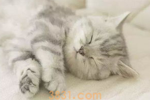 如何让猫爱上梳毛?(图2)