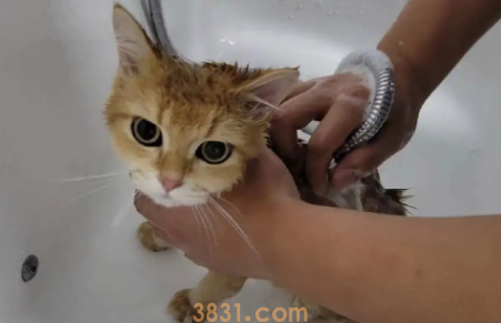 猫咪美容:毛发清洁及洗澡步骤。(图1)