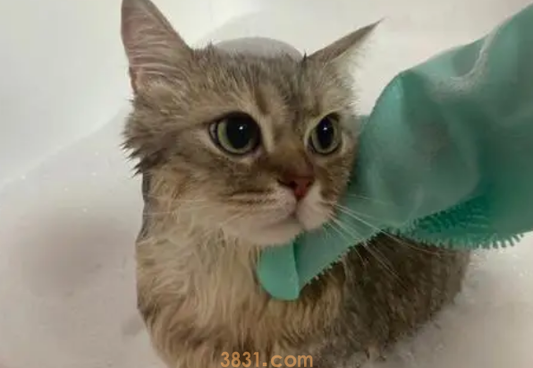 猫咪美容:毛发清洁及洗澡步骤。(图2)