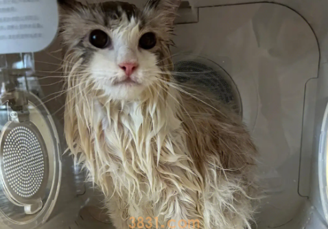 关于猫咪洗护,你竟然不知道这些?(图1)