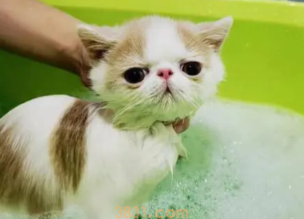 关于猫咪洗护,你竟然不知道这些?(图2)