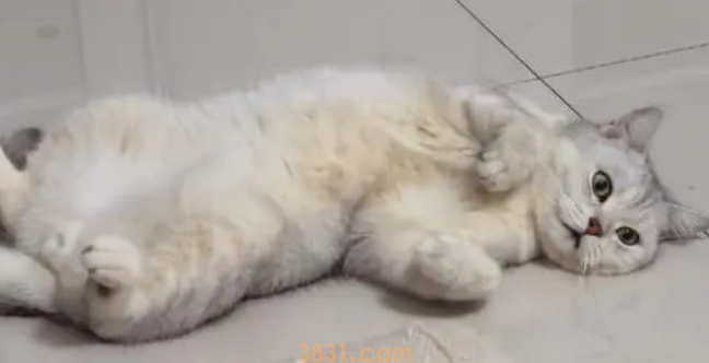 夏季该不该帮猫咪剃毛,猫咪剃毛好不好呢?(图1)