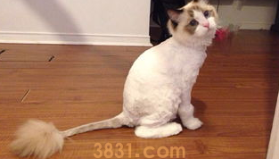 夏季该不该帮猫咪剃毛,猫咪剃毛好不好呢?(图2)