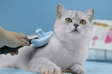 如何给猫猫护肤美容?(图1)