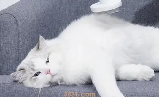 如何给猫猫护肤美容?(图2)