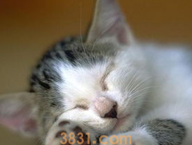 如何给猫咪做足部护理?(图2)