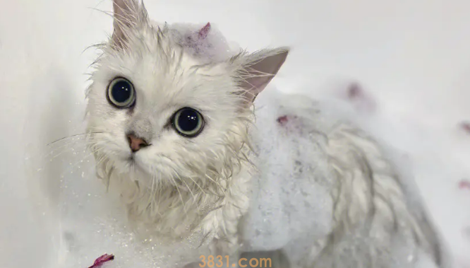 让猫咪洗澡的方法(图1)