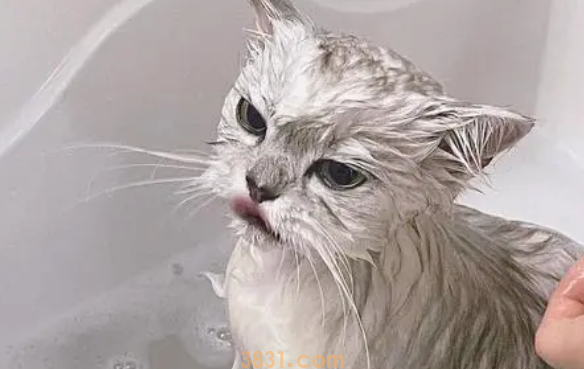 让猫咪洗澡的方法(图2)