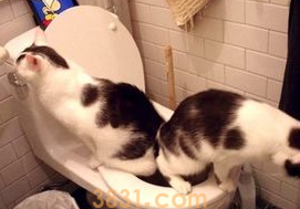 猫咪在马桶上上厕所真的好吗?这事儿靠谱吗?(图1)