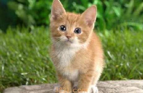 猫咪在马桶上上厕所真的好吗?这事儿靠谱吗?(图2)