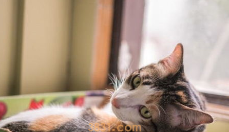 多猫家庭的猫咪乱排泄问题,先找到猫咪乱尿的原因!(图2)