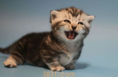 如何把猫咪训练的听话乖巧,让猫咪听话的秘密!(图1)