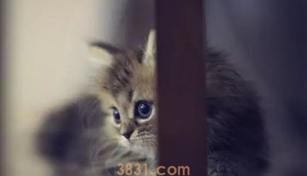 如何把猫咪训练的听话乖巧,让猫咪听话的秘密!(图2)