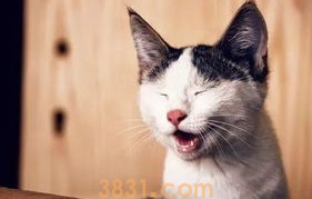 如何教育猫咪?用什么方法来制止猫咪的恶劣行为?(图1)