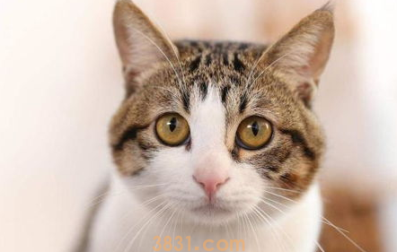 如何教育猫咪?用什么方法来制止猫咪的恶劣行为?(图2)