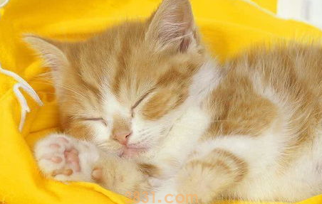 猫咪脾气不好怎么办?如何让它变得软萌温柔!(图1)