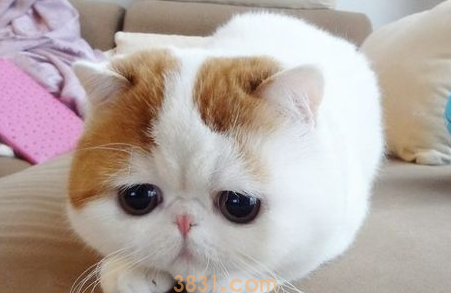 猫咪脾气不好怎么办?如何让它变得软萌温柔!(图2)