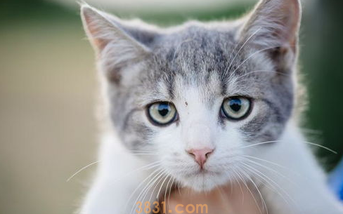 怎样了解猫的内心状态?解读猫咪想表达的意思!(图1)