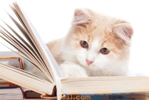 怎样了解猫的内心状态?解读猫咪想表达的意思!(图2)