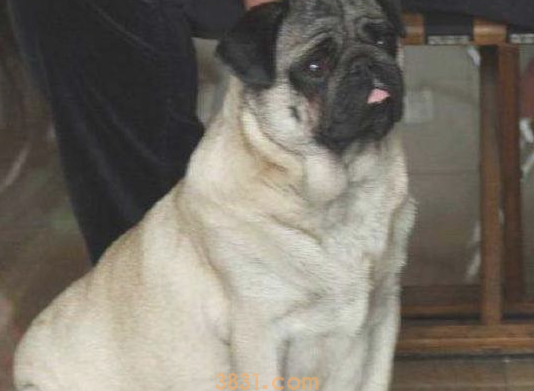 这4种狗狗,有着易瘦体质,宠主们要注意啦!(图1)