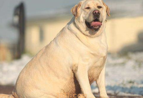 这4种狗狗,有着易瘦体质,宠主们要注意啦!(图2)