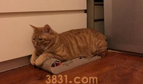 猫咪的家庭训练,原来是这样训练的!(图2)