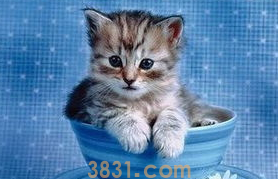 猫晚上不睡觉、乱叫怎么办?帮你解决夜猫子!(图1)