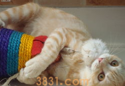 猫晚上不睡觉、乱叫怎么办?帮你解决夜猫子!(图2)