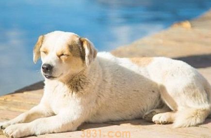 【养宠物心得分享】狗狗缺钙怎么办?(图2)