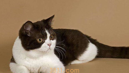 如何培养猫咪自我保护能力?猫咪的自我保护能力!(图1)