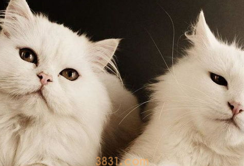 如何培养猫咪自我保护能力?猫咪的自我保护能力!(图2)