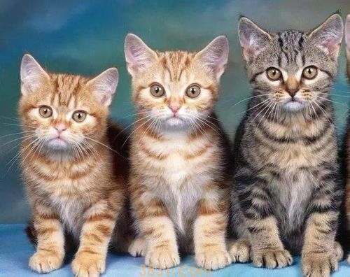 改善猫咪坏习惯 宠主应对及纠正(图1)